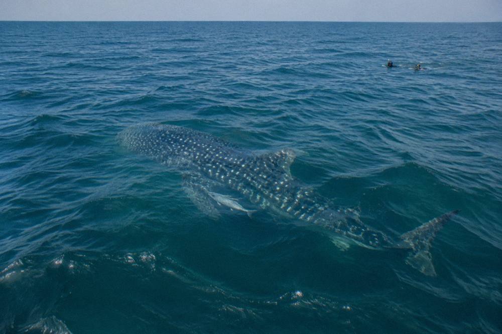 Whale shark swimming just below the surface in clear open water
