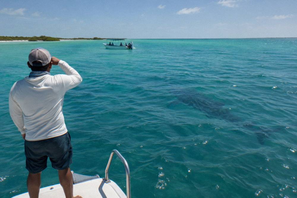 Snorkeler floating beside a guide on the surface of open blue water