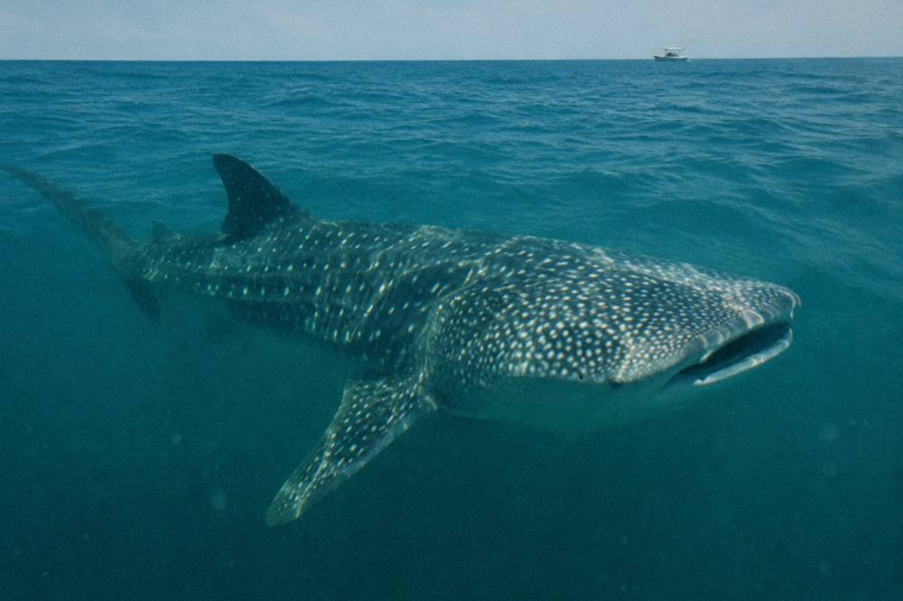 A whale shark filter feeding near the surface with mouth open