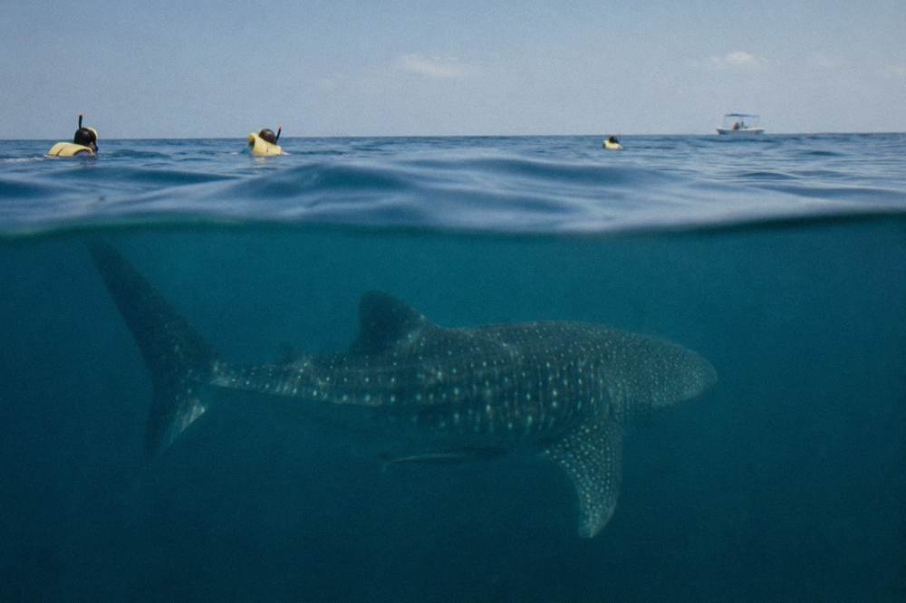 Snorkellers floating on the surface at a distance from a passing whale shark