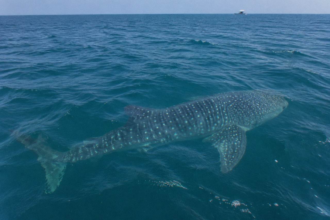 A spotted whale shark swimming just below the surface of open blue water