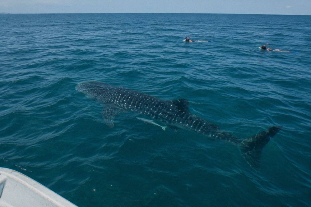 A spotted whale shark swimming just beneath the surface in clear open water