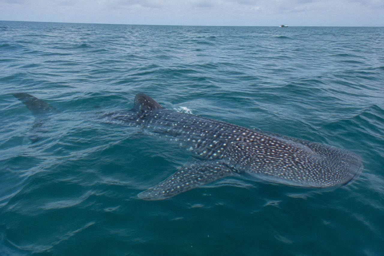 A whale shark swimming near the surface in open water off a small boat