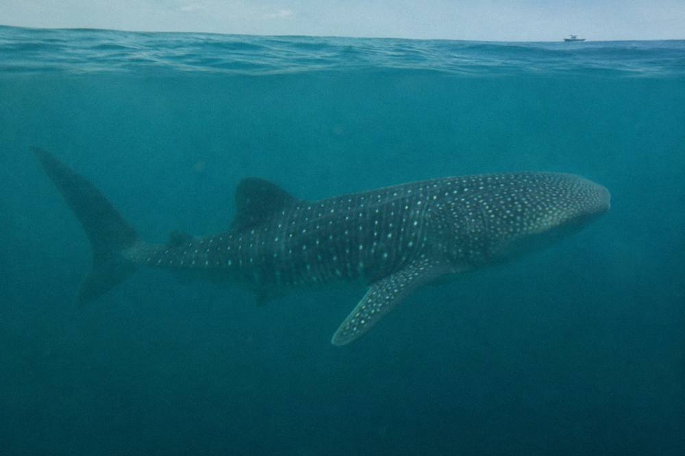 A spotted whale shark swimming just below the surface of clear open water