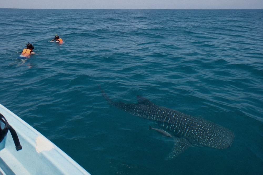A small boat with swimmers in life vests beside a whale shark in blue water