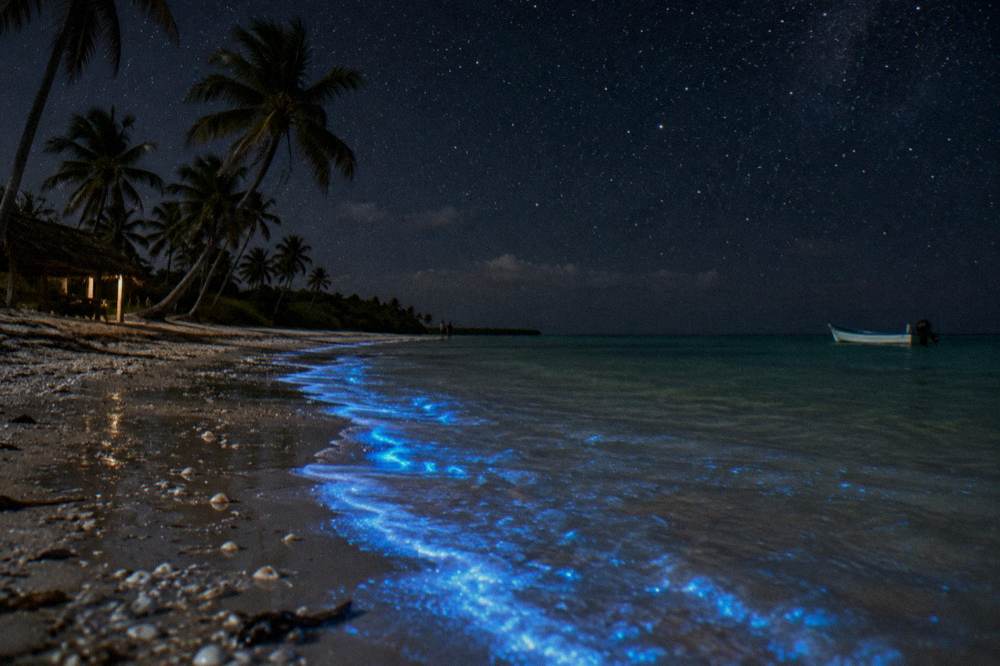 Glowing blue bioluminescent water along a dark shoreline with stars above