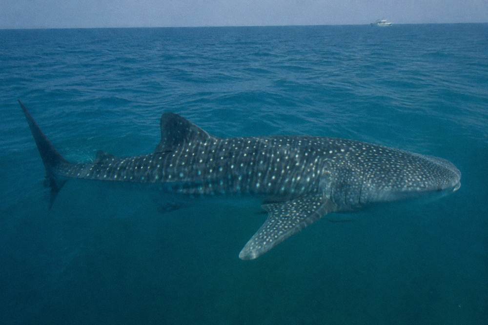 A snorkeller resting at the surface beside a boat ladder in clear blue water