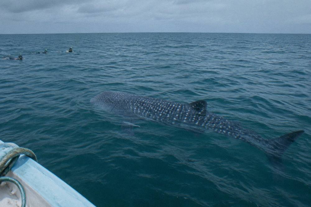 A whale shark gliding through open water near a small boat