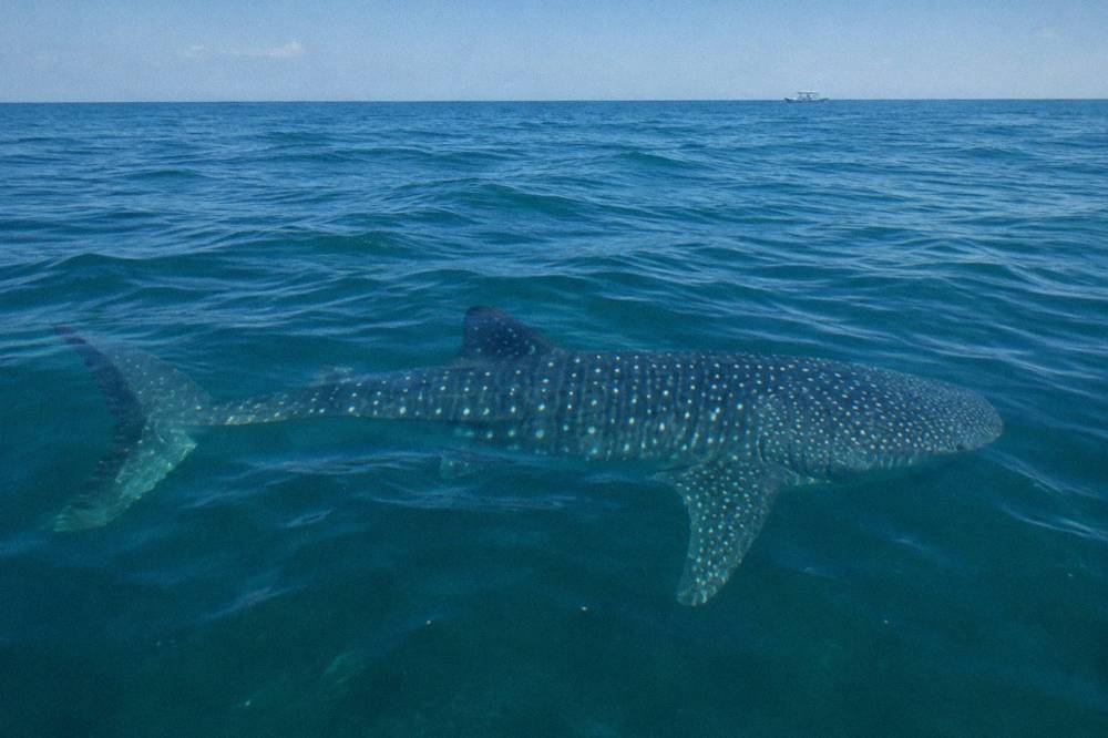A guide in the water beside swimmers near a whale shark