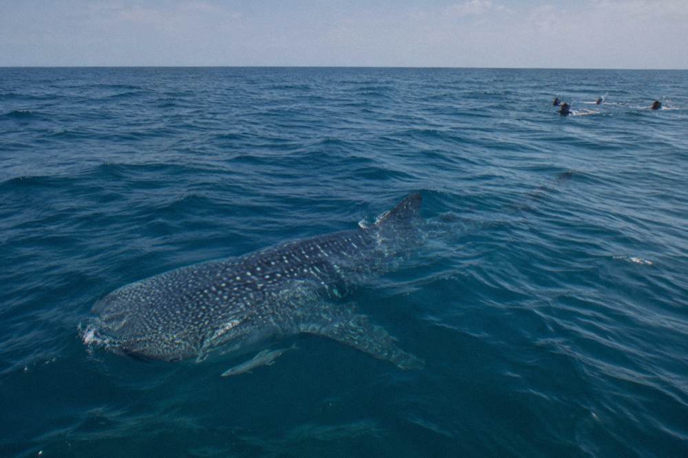 A whale shark feeding near the surface with boats waiting at a distance