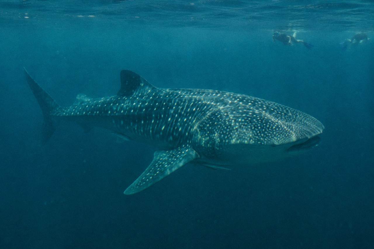 A whale shark swimming just below the surface in clear open water