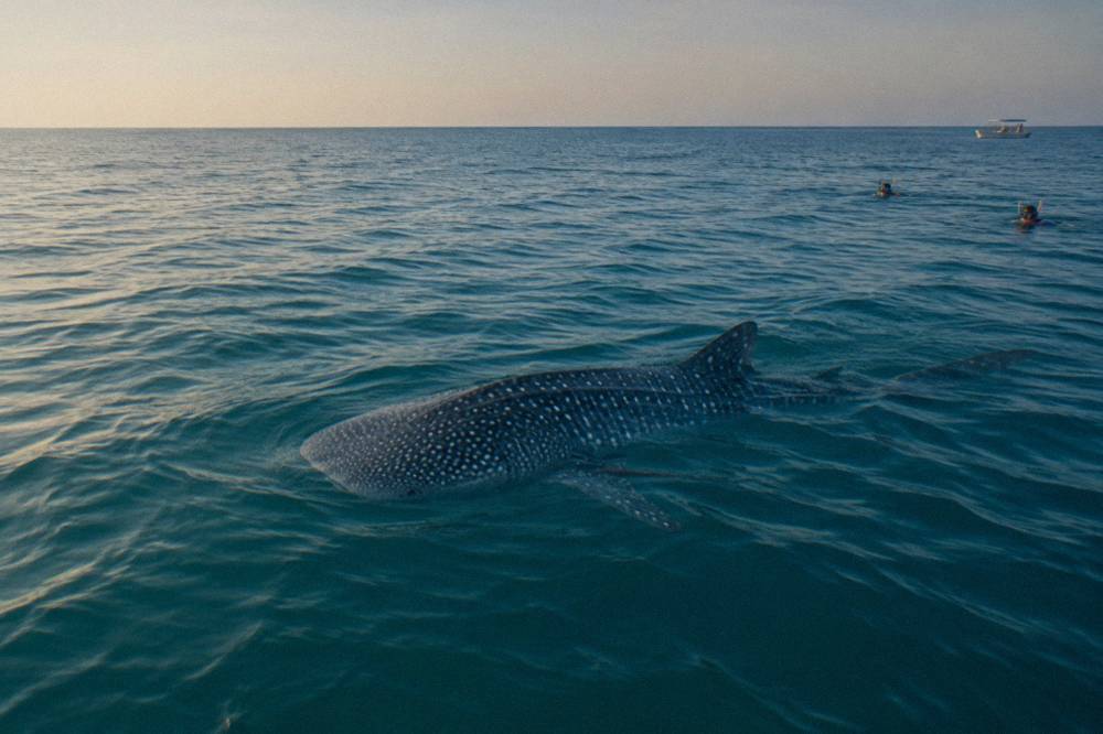 A calm open sea at sunrise with gentle ripples and a pale sky above the horizon