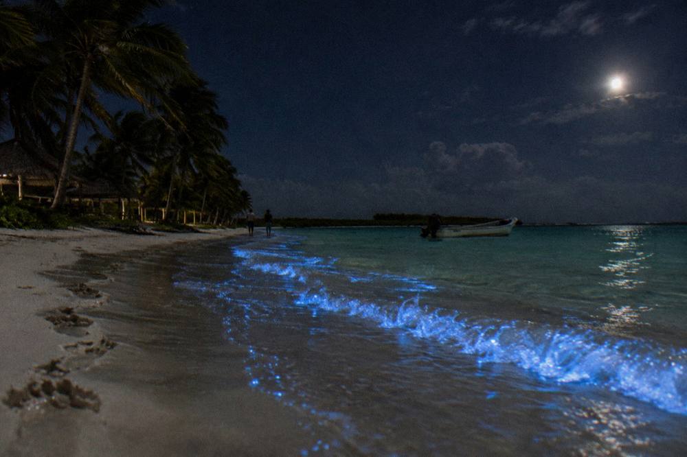 Shallow bay water sparkling with pale blue points of light along a dark sandy shore
