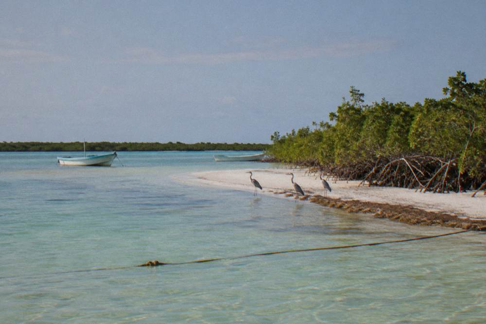 Mangrove channels and shallow lagoon water with birds resting on a sandbar