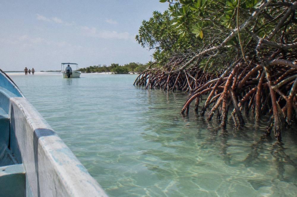 Wooden boat gliding through shallow green lagoon water past a line of mangroves