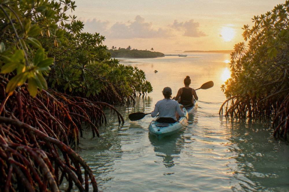 Kayakers paddling through a narrow mangrove channel in golden early morning light