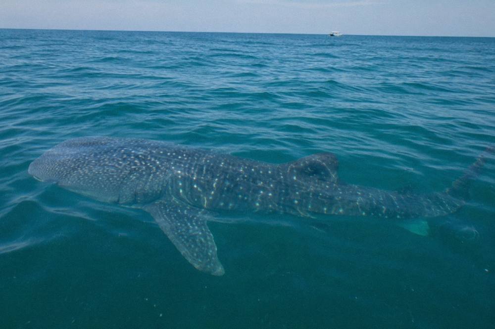 A whale shark swimming just below the surface in clear open water, its spotted back visible from above