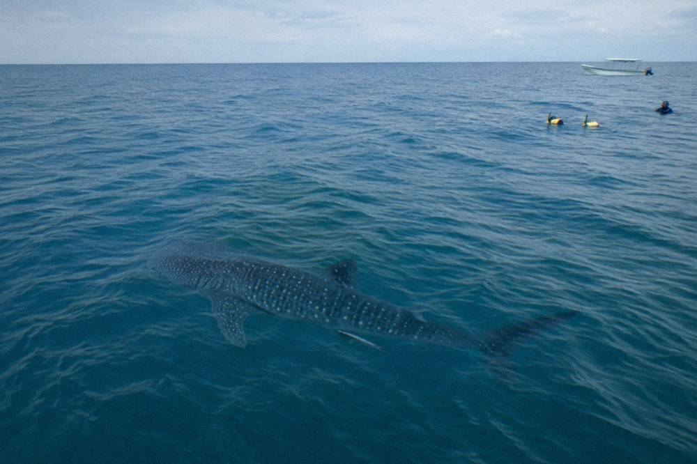 Snorkelers in life vests floating on the surface beside a guide while a whale shark passes below