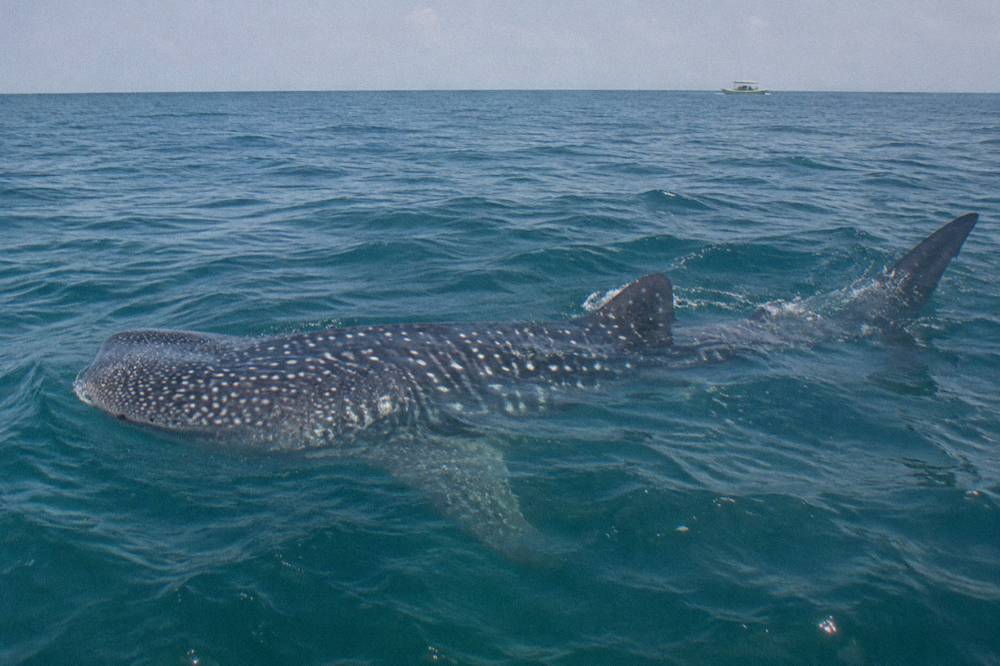 A snorkeler in a life vest swimming alongside a whale shark in open water