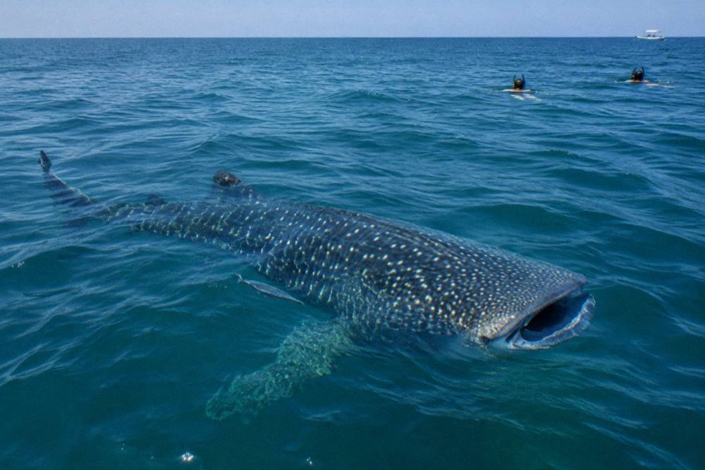 A whale shark feeding near the surface with its mouth open, seen from the water