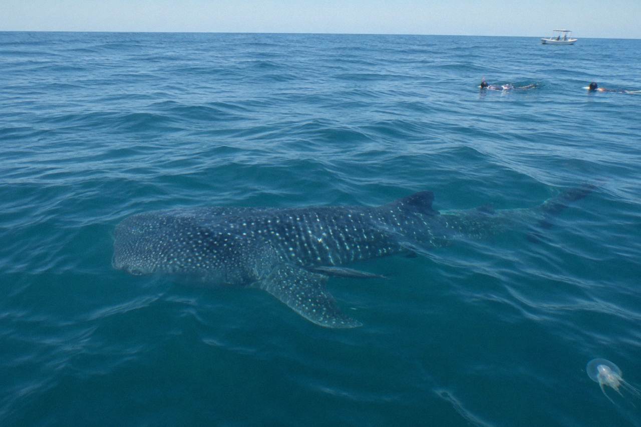 A whale shark swimming near the surface in clear blue open water
