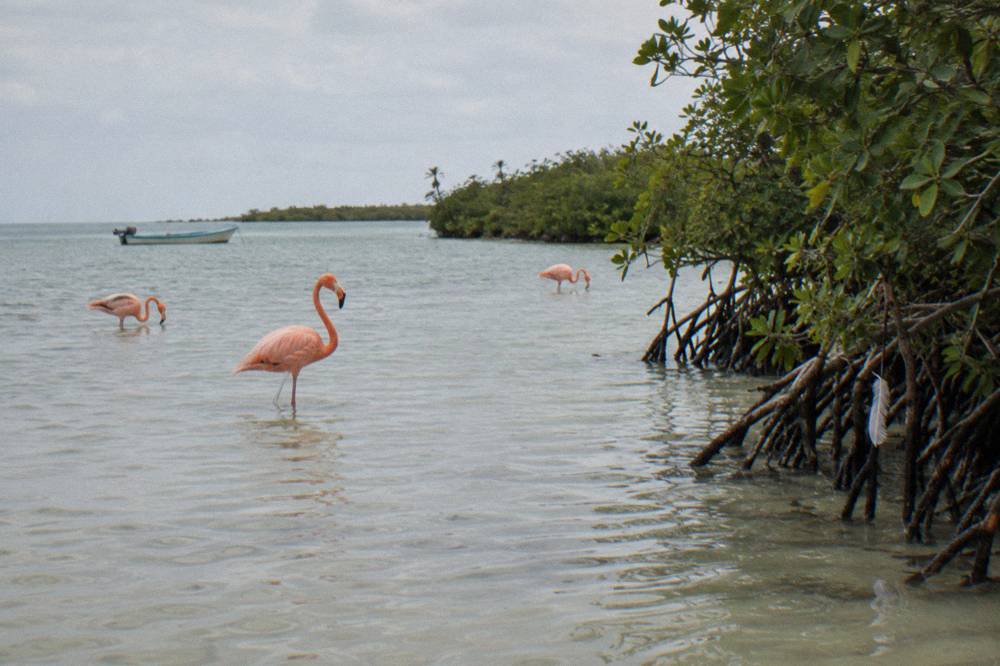 Flamingos standing in shallow lagoon water at dawn with mangroves behind