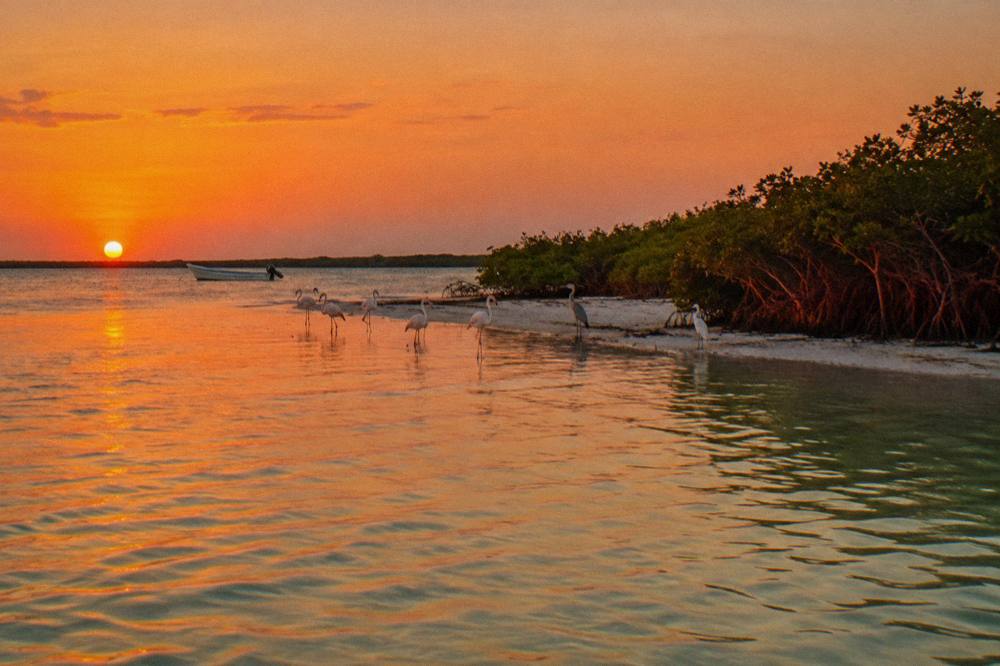 Mangrove channels and shallow lagoon water at sunset with birds resting on a sandbar