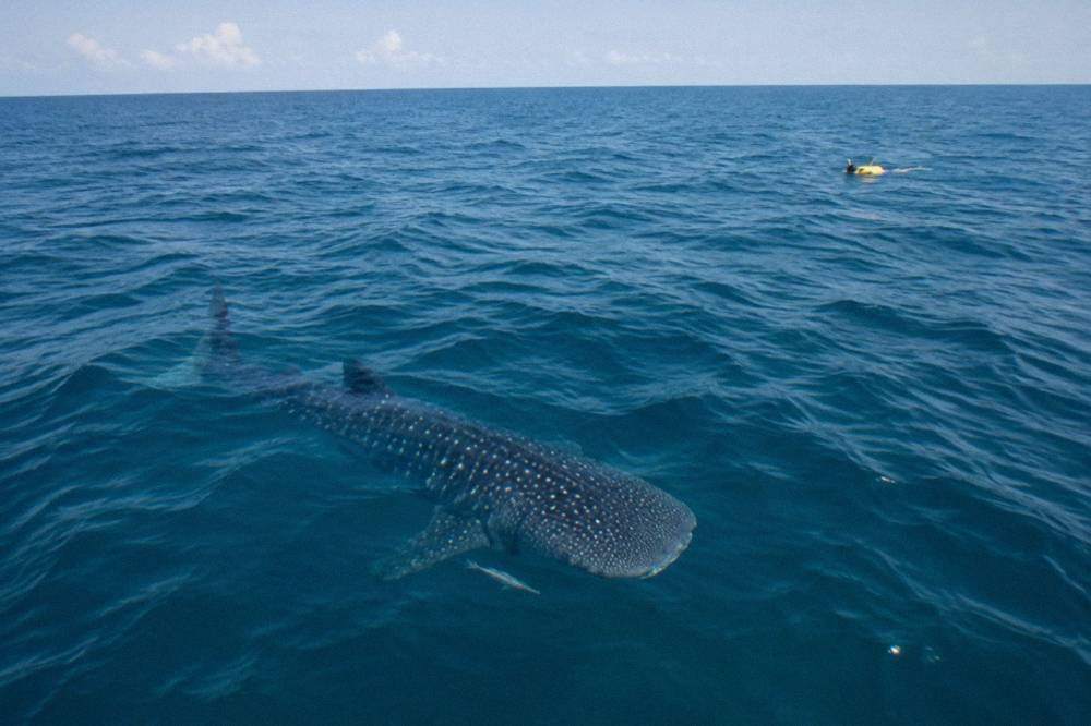 A snorkeler in a life vest floating at the surface beside a large dark shadow in blue water