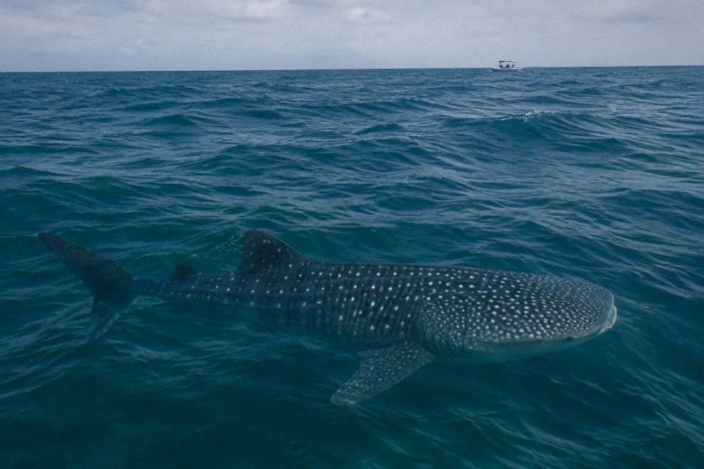 Whale shark swimming just below the surface beside a snorkeler in blue open water