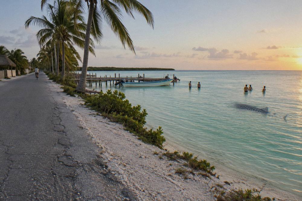 An empty coastal highway at dawn with palm trees along the shoulder