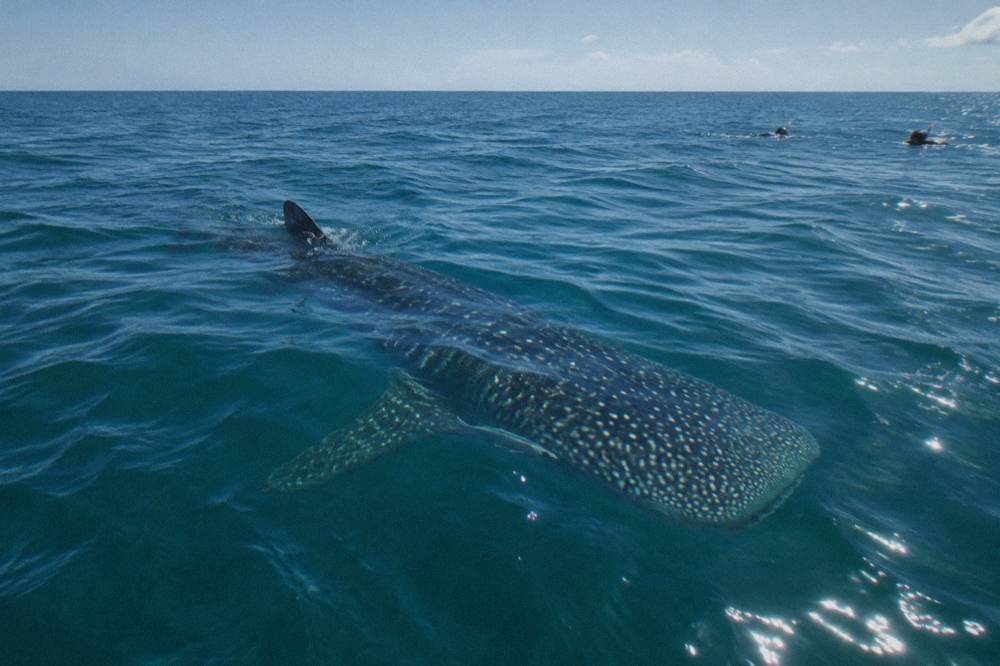Snorkeler floating at the surface beside a large whale shark in clear open water
